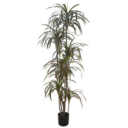 DRACAENA MARGINATA TREE GREEN/RED REAL TOUCH - H215cm