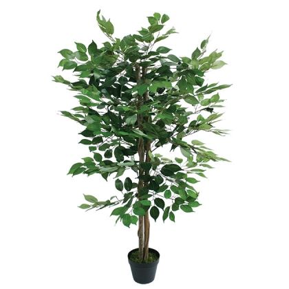 GREEN BENJAMIN TREE IN POT - Y120cm