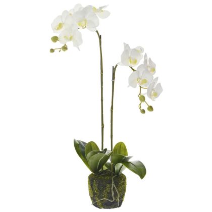 DOUBLE STEM WHITE ORCHID 65 CM IN MOSS POT