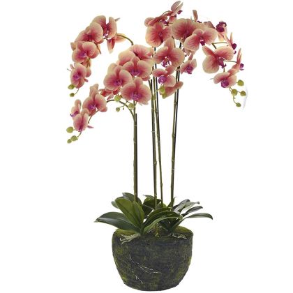 FIVE STEM PINK ORCHID 90 CM IN MOSS POT