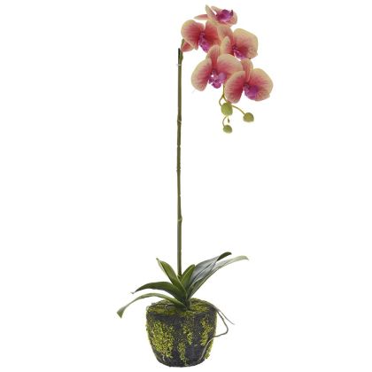 SINGLE STEM PINK ORCHID 65 CM IN MOSS POT