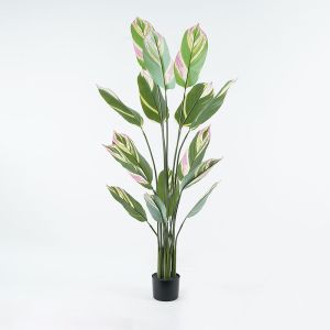 ДЕКОРАТИВНО РАСТЕНИЕ В САКСИЯ АГЛАОНЕМА ЗЕЛЕНА D80X150СМ