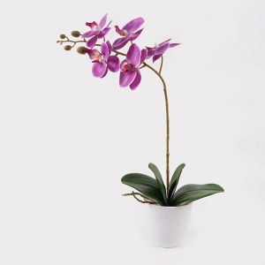 ДЕКОРАТИВНО РАСТЕНИЕ В САКСИЯ ОРХИДЕЯ БЮТИ 30X13X46СМ