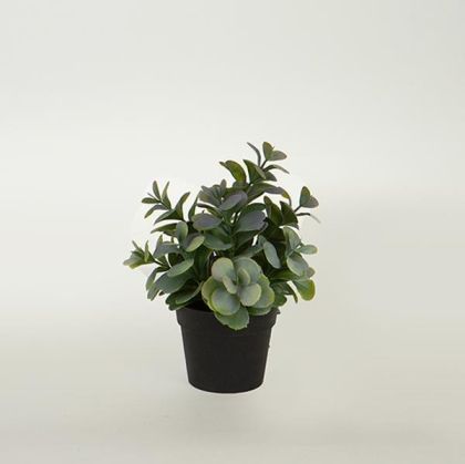 РАСТЕНИЕ, В САКСИЯ, ЗЕЛЕНО-ЛИЛАВО, 17 см