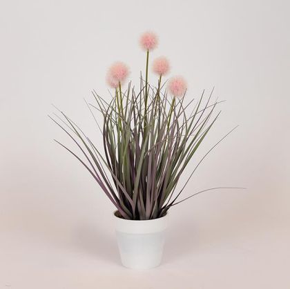 Ornamental plant in a pot, pot 36 cm