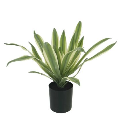Agave green/white in a pot - h30cm 12/kib