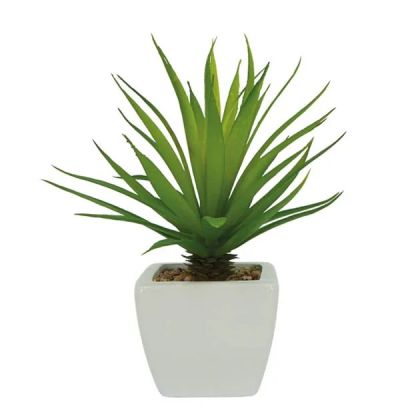 Cactus in a ceramic white pot - h20cm 6/72kib