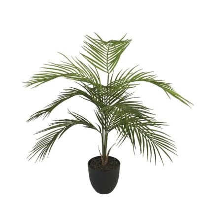 Palm tree in a pot - h81cm 8/kib