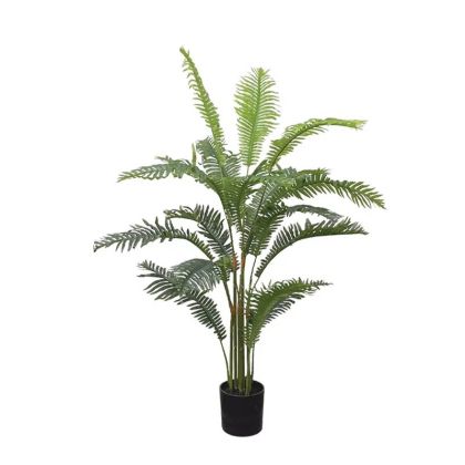 Fern tree in a pot - h90 cm 6/kib
