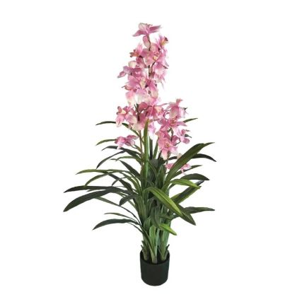 Pink Cymbidium Orchid in a Pot - 150 cm 2/kib