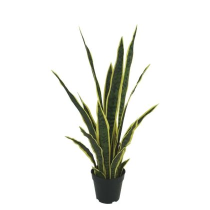 Sansevieria, green/yellow, real touch in a pot - height 75 cm, 4 pcs.