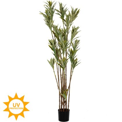 Dracaena 200 cm with UV and fire protection
