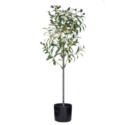Olive tree in a plastic pot 90cm 15X14CM