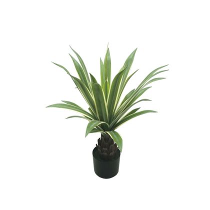 Зелено агаве в саксия - 66CM 4/BOX