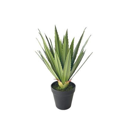 Зелено агаве в саксия - H33CM 12/BOX