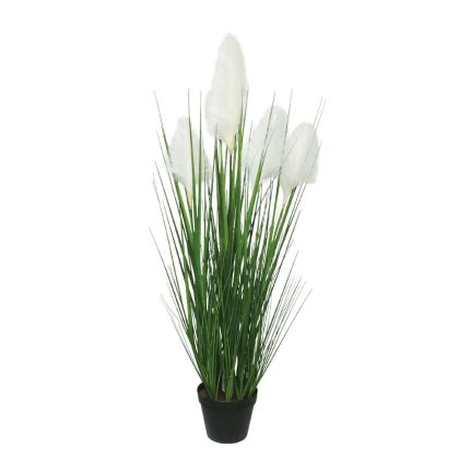 Pampas grass cream X5 in pot - H100CM 2/12BOXES