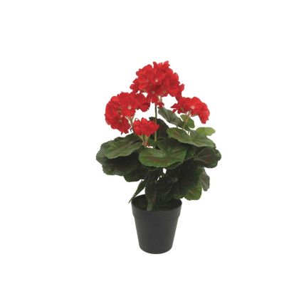 Geranium plant in a red pot - Φ23X35CM 6/24BOXES