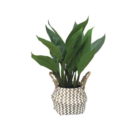 Spathiphyllum Real Touch in green wicker pot - Φ42X40CM 6/BOX