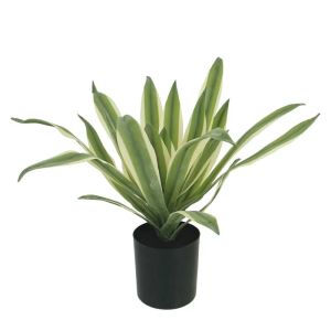 Agave green/white in a pot - h30cm 12/kib