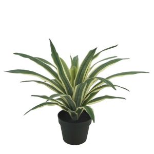Agave green/white soft addition in plastic pot - h45cm 4/kib