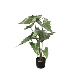 Alocasia in a pot with a real touch - height 75 cm 3/kib