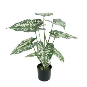 Alocasia green/cabbage real tree in a pot - h58 cm 6/cube