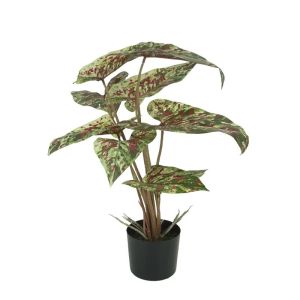 Alocasia green/cabbage/red true bloom - h58 cm 6/kib