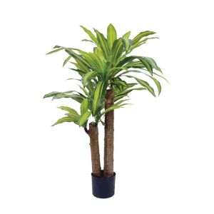 Fragrant dracaena in a pot with 2 stems - 100 cm 2/box