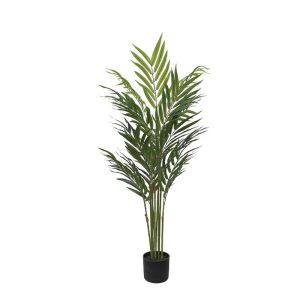 Bamboo palm in a pot - h120 cm 4/kib