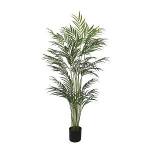Bamboo palm in a pot - h180 cm 2/kib