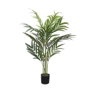 Bamboo palm in a pot - h90 cm 6/kib