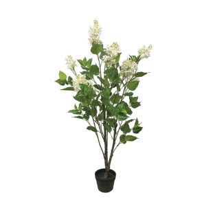 White lilac tree in a pot - h125 cm 4/kib
