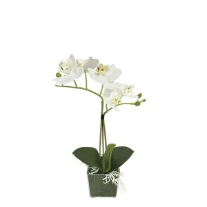 White orchid in a pot (2 branches, 5 flowers) - h30 cm, 6 pcs./box