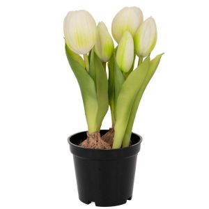WHITE DECORATIVE TULIP 20 CM X5 IN BLACK PLASTIC POT
