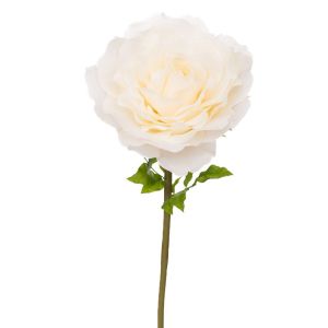 DECORATIVE GIANT STEM CREAM ROSE 50X50X130 CM