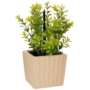 DECORATIVE GREEN GRASS IN A POT WITH AROMA IN A GIFT BOX (JADE DRAGON TEA AROMA) 15X12X27CM