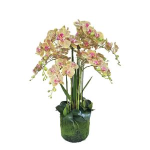 Cabbage orchid with pink striped flowers, real touch - h80 cm 1/kib
