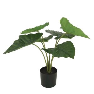 Green maple in a plastic pot - h46cm 6/cubic meter