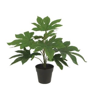 Green Calathea in a pot - h35 cm 24/kib