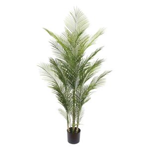Green palm tree in a pot - h175 cm 2/kib