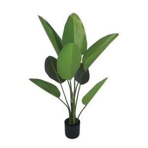 Green strelitzia in a pot - h120 cm 2/kib