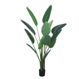 Green strelitzia in a pot - h185 cm 2 pcs./box
