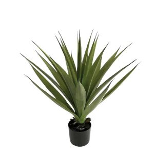 Green agave in a pot - h70cm 4/kib