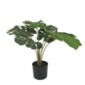 Green monster tree in a plastic pot - h46cm 6/kib