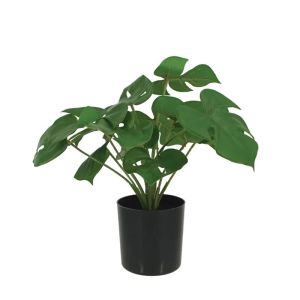 Green monster tree in a pot - h30cm 12/kib