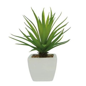 Cactus in a ceramic white pot - h20cm 6/72kib