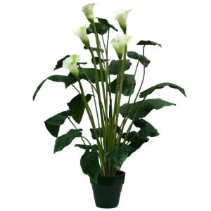 Calla lily in a pot 95 cm. 4/kib