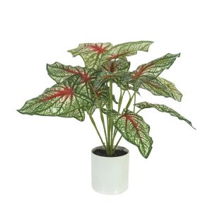 Cardinal tree green/red true fragrance in a pot - h40cm 12/kib