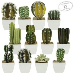 Kit Kachiax12 in pot 4x13cm 1/16kib