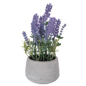 LAVENDER 24 CM IN CEMENT POT 10X8 CM
